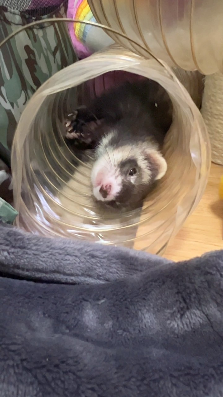 신나는 두이 삼이 🤍💛

#내새꾸 #페럿 #ferret #フェレット 
#フェレットのいる生活