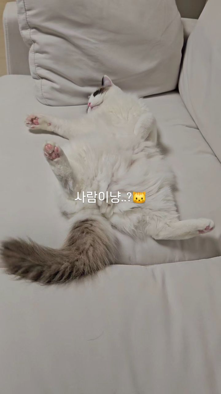 사람처럼 누워서 티비보는 춘시기🐾

.
.
.
#고양이 #랙돌 #티비시청 #귀여워 #냥이 #냥스타그램