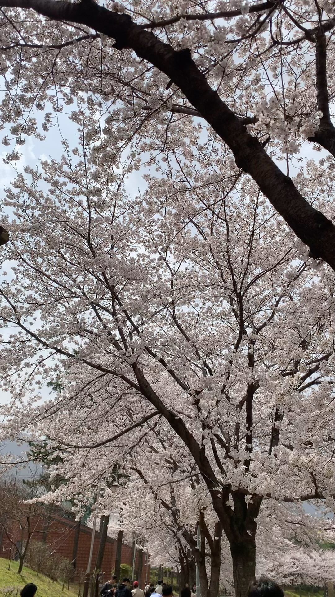2024년 봄 벚꽃구경❛ᴗ❛🌸
예쁘다 ⋆◡̎⋆
.
.
.
.
#2024년봄 #벚꽃구경🌸 #주말나들이 #율하벚꽃길 #율하천산책로 #예쁘다💕