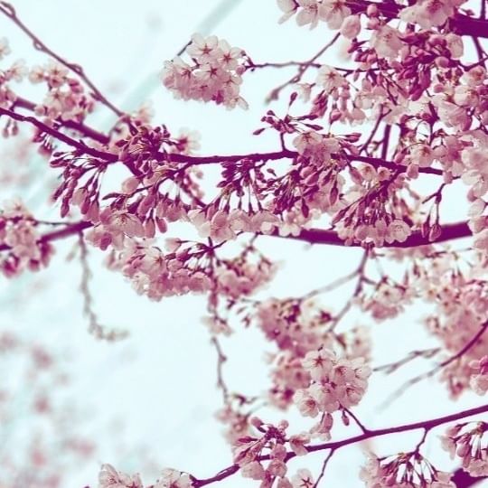 🌸

드디어 벚꽃이 피기 시작했다
살랑살랑 봄바람, 너무 좋아 -

#봄스타그램 #벚꽃놀이
#현실은 #하원길