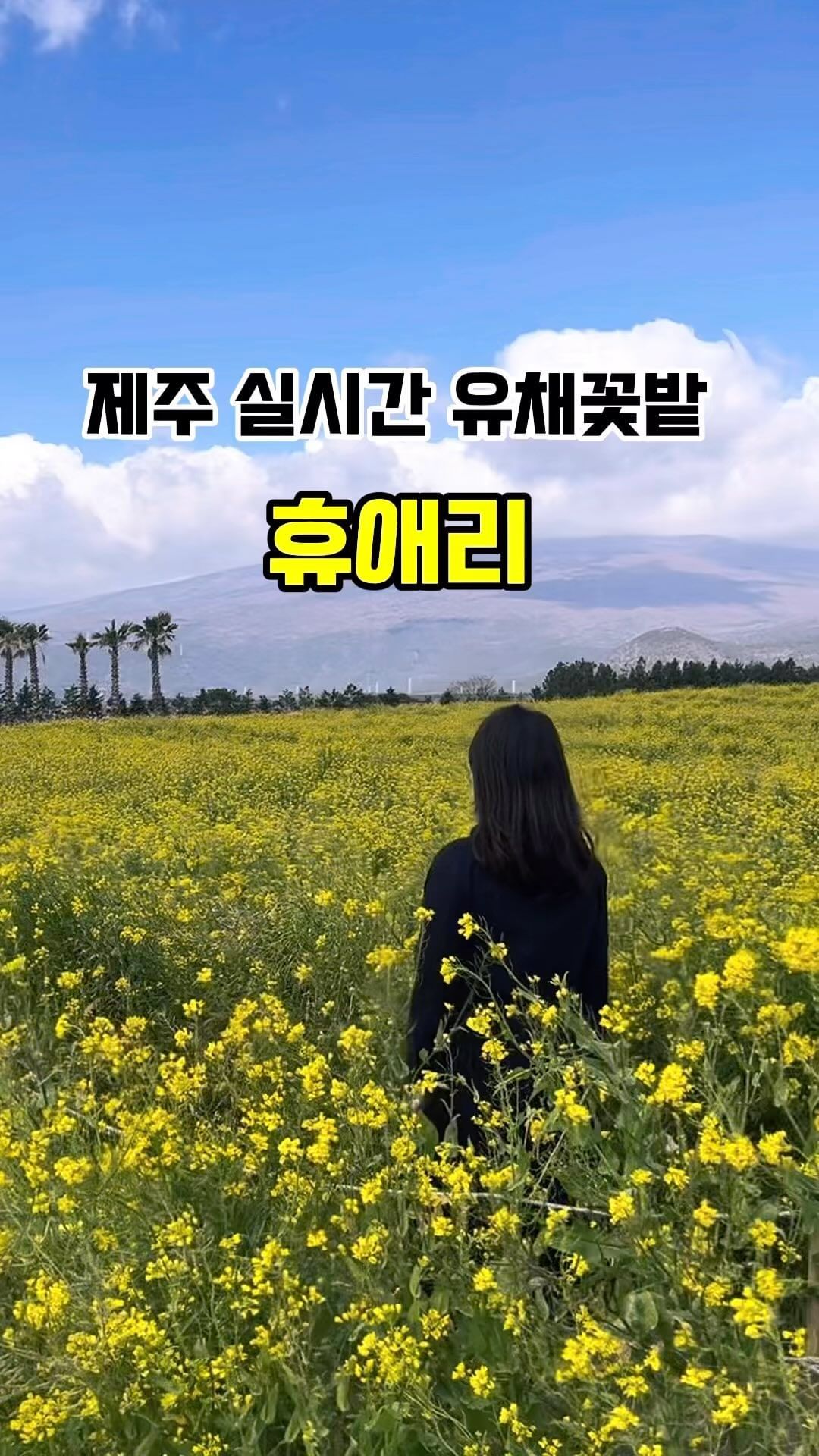 제주 실시간 유채꽃밭 보고가세요🌼

겨울이 되면 유채꽃과 동백과 여름이 되면 
수국 가을에는 핑크뮬리를 볼수있는 이곳은 휴애리입니다.
유채꽃 축제기간은 4월 말까지 만나볼 수 있으며 
한라산이 보이는 앞에서 멋진 인생사진 건저보시길 바래요 :)

청귤 감귤따기 체험도 가능하나 시기에 
맞춰 방문하셔야할듯 싶습니다🍊

💰입장료
성인:13000원 / 청소년:11000원 / 어린이:10000원

🔍자세한 내용은 @dorossi_life 프로필 상단
 𝘽𝙡𝙤𝙜 링크를 통해 확인 하실 수 있어요！

➿저장을 꾸욱 누르시면 언제든 정보를 확인 하실 수 있답니다☺️

@@친구야 유채꽃에서 인생사진 한장어때⁉️
#도로씨_제주 #휴애리

🔺@dorossi_life 팔로우 하시면 
최신 국내/해외 여행 정보를 받아 보실 수 있어요 :)

#제주여행 #제주 #제주실시간유채 #제주유채꽃 
#jeju