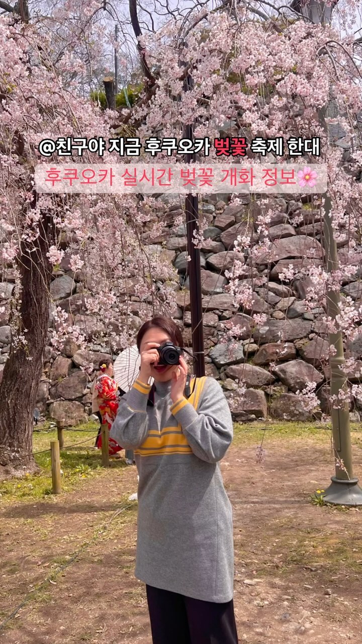 일본 후쿠오카 실시간 벚꽃 현황 알려드려요🌸
🏷️후쿠오카 가시기 전 
미리 저장하고 다녀오세요‼️

일본 규슈의 대표적인 벚꽃 축제로, 
후쿠오카성이 있는 마이즈루공원에서 
벚꽃을 만끽할 수 있는데요
바로 옆 오호리공원도 있어요!
하지만 메인은 마이즈루 공원인데요, 
실시간으로 벚꽃이 많이 폈고 이제 많은 일본분들이 축제를 
만끽하러 나오고 계시더라구오! 먹거리도 판매하고 큰 축제날이라너무 재미있었어요✨

날도 따스해서 얇게 옷걸치고 오셔도 좋을꺼 같아요. 
거의 4월초면 활짝 만개할꺼 같아요✨

낮에는 벚꽃을 다보시고 
저녁에 라이트룸 축제도 이어집니다. 
단 저녁 라이트룸 축제 입장료는 600엔 
1.천수대 2. 다몬야구라 3. 오타카야시키 아토 3곳 
모두 다 둘러본다면 1500엔 
유료로 진행되고 있으니 참고하세요🙏🏻

✔️사쿠라축제 일정
2024년 3월 27일(수)~4월 7일(일)

🔍자세한 내용은 @dorossi_life 프로필 상단
 𝘽𝙡𝙤𝙜 링크를 통해 확인 하실 수 있어요！

➿저장을 꾸욱 누르시면 언제든 정보를 확인 하실 수 있답니다☺️

@@친구야 후쿠오카 갈때 
#도로씨_후쿠오카 #오호리공원 #마이즈루공원

🔺@dorossi_life 팔로우 하시면 
최신 국내/해외 여행 정보를 받아 보실 수 있어요 :)
#후쿠오카여행 #sakura 
#일본벚꽃 #후쿠오카벚꽃 #일본여행 # #桜祭り

🇯🇵일본 정보는 계속 업데이트 할께요❣️