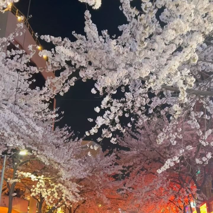 (실시간) 저녁에 합정에 가야하는 이유..
(4월4일) 벚꽃99 프로 만개한 합정역 카페거리입니다,,
올해는 여의도가 아닌 합정이 최고인것 같아요🥹

🌸@@아 퇴근하고 바로 가자🌸
🌸같이 밤산책 할 친구 소환/공유하기🌸

📍합정역 5번출구로 나와 GS25 합정 프리미엄점 부터 쭉 〰️
카페거리가 시작됩니다 ! 

✔️ 꼭 2배 줌으로 찍어주세요,, 벚꽃 가아아득 담을 수 있어요!

🌸 팔로우 하시고 실시간 꿀팁 놓치지 마세요 @yesnicole_p