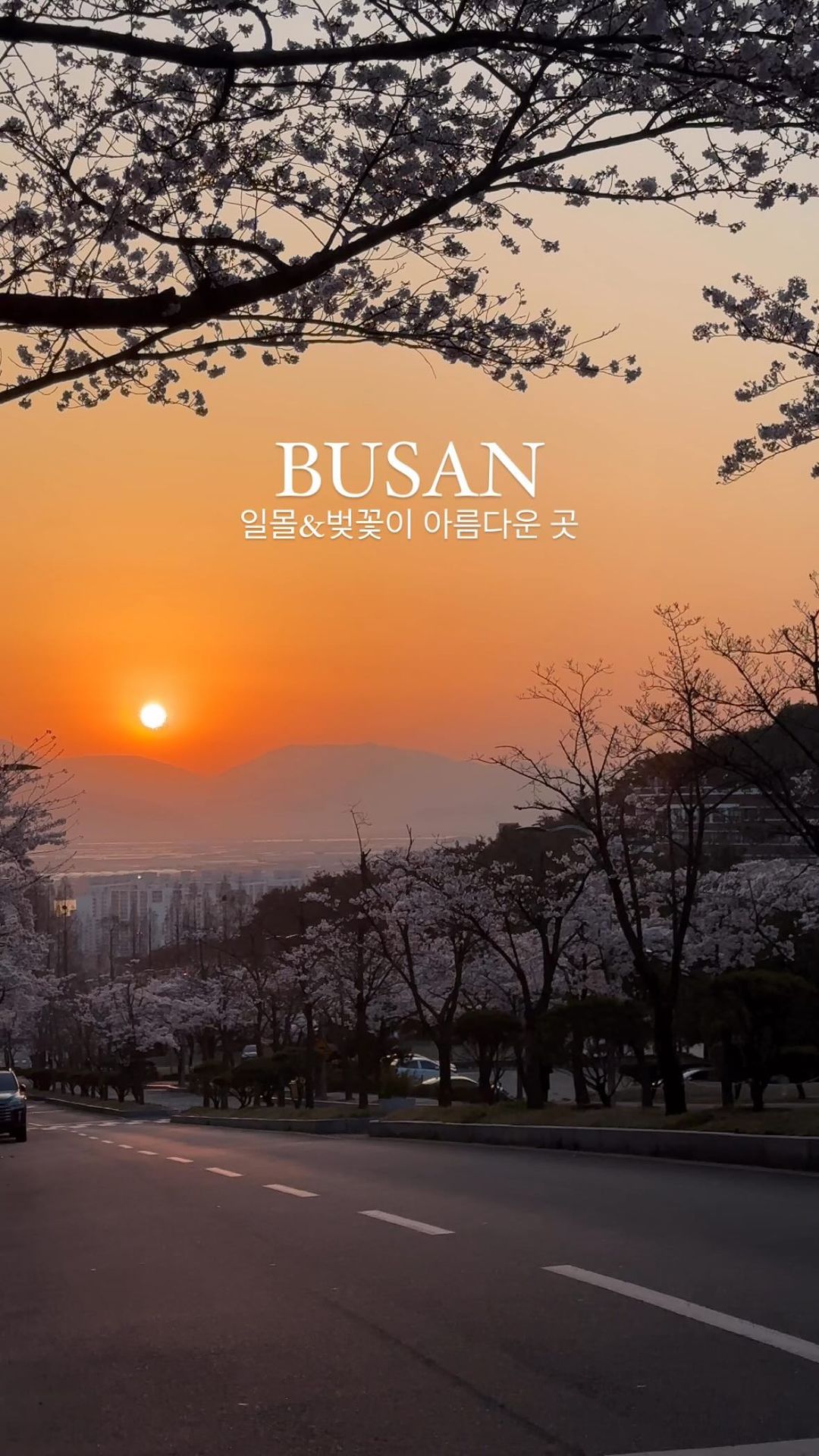 🌸벚꽃시즌이 한참인 요즘 벚꽃과 함께
일몰이 환상적으로 예쁜 곳을 소개합니다!
낮에 가셔도 입구부터 벚꽃들이 쭉 이어지고
다른 부산벚꽃명소보다 한적하고
산 바로아래 있어서 공기도 좋고 산책하기도 좋아요.
바로 신라대캠퍼스랍니다!
신라대 캠퍼스에서 삼각산이나 백양산으로 등산하시는 분들도 있고 지역주민들의 산책코스로 많이 이용하는 곳이에요.
캠퍼스 곳곳에 벚꽃이 많이 피었는데 지금은 입구쪽이 제일 예쁜 것 같아요.
영상 속 장소는 신라대 입구통과 후 직진 회전교차로입니다.
심지어 주차비도 무료! 낮이나 일몰시간 다 예뻐요!
영상속의 일몰시간은 6시경이었습니다.(4월1일)

🌸신라대학교 
📍부산광역시 사상구 백양대로 700번길 140
📍주차무료

#부산벚꽃명소 #부산벚꽃 #부산벚꽃길#부산일몰명소 #부산일몰#부산일몰맛집 #부산일몰예쁜곳 #부산여행#부산데이트#부산가볼만한곳 #부산핫플 #부산산책로 #부산벚꽃축제 #여행스타그램 #부산애견동반 #sunset #korea#busan#busantrip