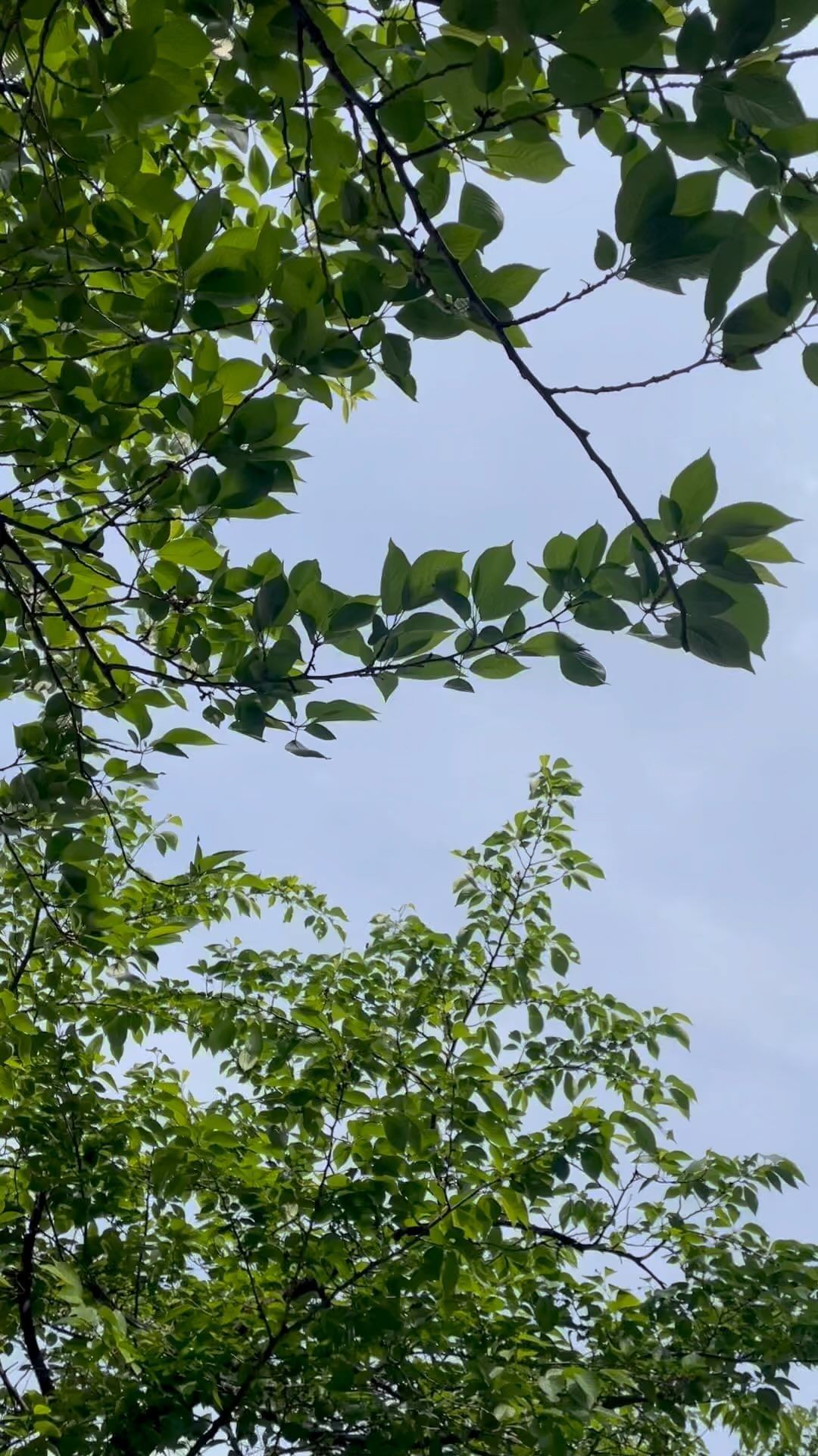 ⠀⠀⠀⠀⠀⠀⠀⠀⠀⠀⠀⠀⠀
바람은 살랑살랑💨
초록초록 빛나고, 하늘도 이뻐서 한참을 혼자 걸었네

여자여자한 내가 기부니가 좋아요🤭

#일상 #날이좋아서 #혼자서도잘해요 #잘했어 #나란여자 #오롯이 #나 #예쁘다 #기부니가 #좋은 #그런날 #앞으로디테