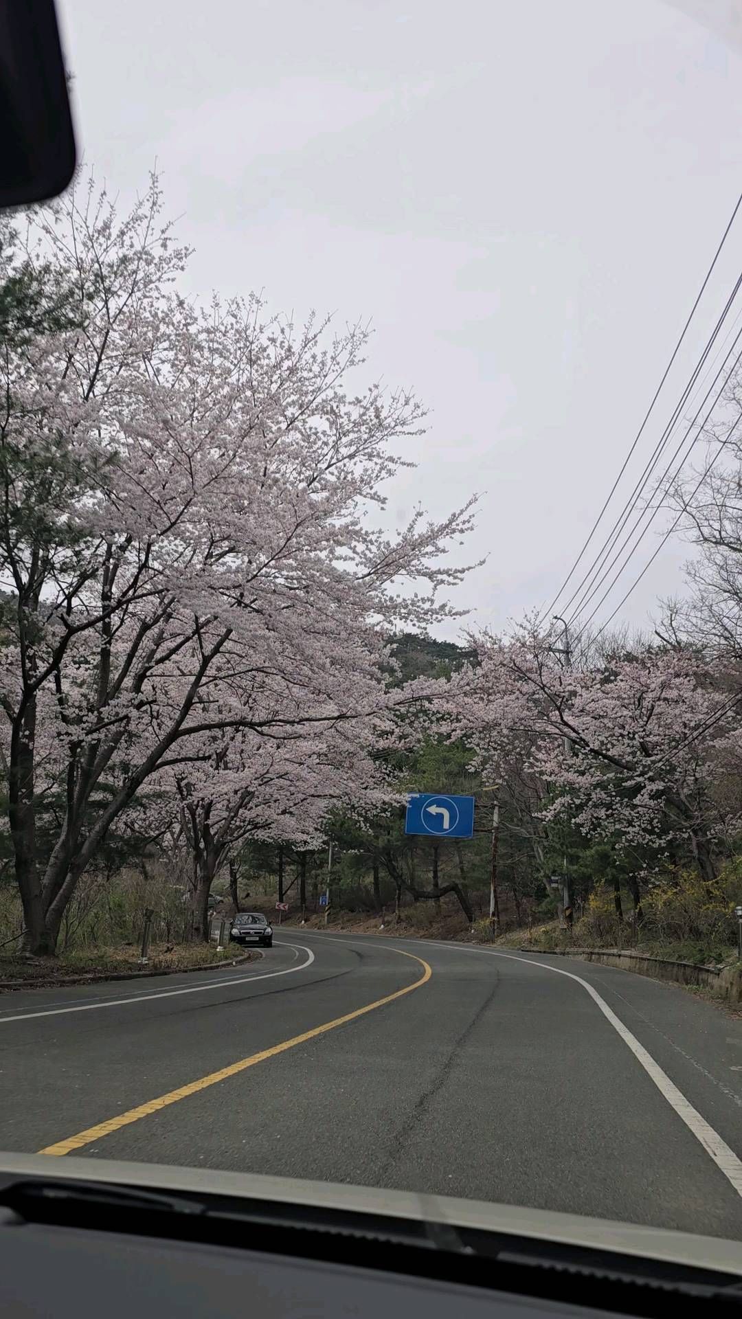 날씨가ㅜㅜ
#울산주전
#울산벚꽃
