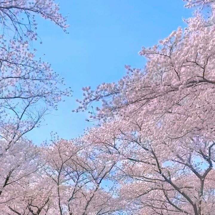 (저장) 창원 진해군항제 벚꽃 절정..🌸💗 

💗 #로망스다리
💗 경상남도 창원시 진해구 대천동 3

축제일정은 4.1일에 종료되었지만
핑크벚꽃과 도로에는 흰색 벚꽃까지 
지금이 바로 완전 절정💖🌸✨
 
여좌천 로망스다리는 선택이 아닌 필수
벚꽃 나무가 정말 크고 풍성해서 벚꽃 무게를
이기지 못해 여좌천으로 가지가 뻗어져 있는 모습은
신비롭고 황홀 그 자체에요,, 정말 예쁘니까 
’여좌천 로망스다리‘ 꼭 가셔야합니다🌸🩷

이번주 벚꽃비 맞으면서 데이트 하러 갈
친구, 연인이게 공유해주세요🫶🏻💖

@mye_travlog
@mye_travlog
@mye_travlog
팔로우하시고 여행정보와 블로그
다양한 꿀팁 먼저 받아보세요💖
ㅡㅡㅡㅡㅡㅡㅡㅡㅡㅡㅡㅡㅡㅡㅡ
#진해 #진해군항제벚꽃축제 #진해벚꽃