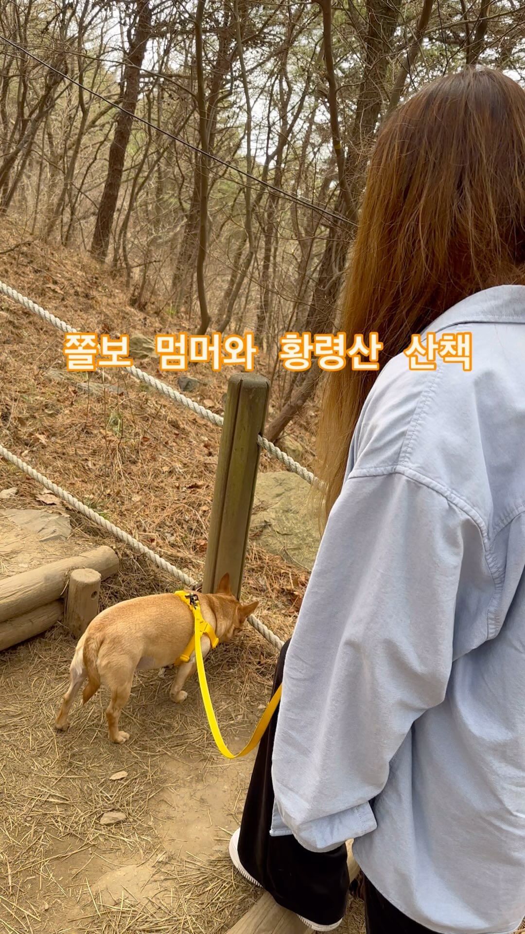 당당하게 꼬리 올리고 산책하는 날이 오겠찌..🐕

#부산 #황령산 #치와와 #산책 #반려인