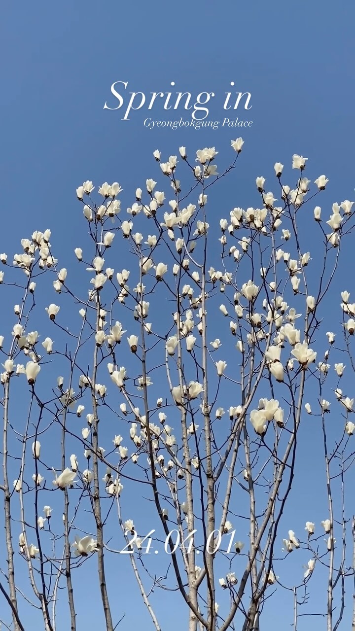 4월 1일 오늘 경복궁에 꽃 구경 다녀왔어요 :) 
전부 개화되진 않았지만 곳곳에 햇빛 많이 받는 쪽에 있는 
꽃나무들은 만발했더라구요 

오늘 날씨가 따뜻했어서 이번주 만발할 것 같아요 
경복궁 살구꽃 너무 예뻤어요 🌸🌸🌸🌸

**경복궁 입장정보 ** 
매주 화요일 휴무 
입장시간 : 오전 9시부터 오후 6시까지 
마감 1시간 전까지 입장 가능 

가격 (대인 3천원, 만 24세 이하, 만 65세 이상 무료) 
광화문역 5번 출구에서 도보 10분 소요 

#경복궁 #경복궁개화 #경복궁벚꽃 #봄데이트 #경복궁데이트 #서울벚꽃 #서울벚꽃명소 #벚꽃명소 #경복궁홍매화 #봄데이트