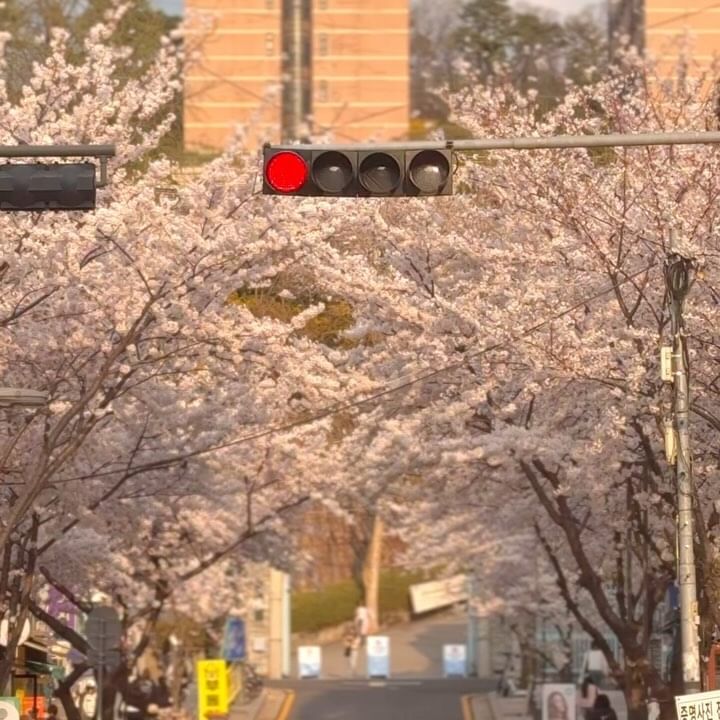벚꽃 구경 갈 필요없다아🌸
우리학교 앞이 그냥 벚꽃 길이라구요💗
