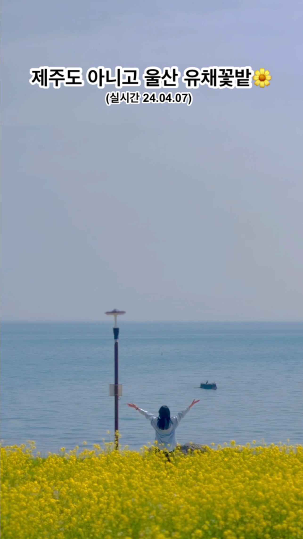 제주도만큼 유채꽃이 활짝 핀 곳🌼
이곳은 바로 울산 슬도입니다!

3월 말부터 피기 시작해서
졌으면 어쩌나 했는데 다!행!히!
아직까지는 풍성했던 울산 슬도 유채꽃밭!

다음주까지도 사진 찍기 좋을것 같으니
아직 안가신분들 얼른 다녀오세요❤️

단, 오후에는 차가 많으니 오전에 가시는걸 추천드려요!
유채꽃밭은 생각보다 넓어서 사진찍기 좋지만
주차장까지 들어가는길이 많이 막힌답니다!

일찍가서 여유롭게 사진찍고 오세요❤️

(📸24.04.07 1시)
📍울산 슬도(방어진공용주차장 검색)
🅿️ 성끝마을 임시주차장 (무료)
