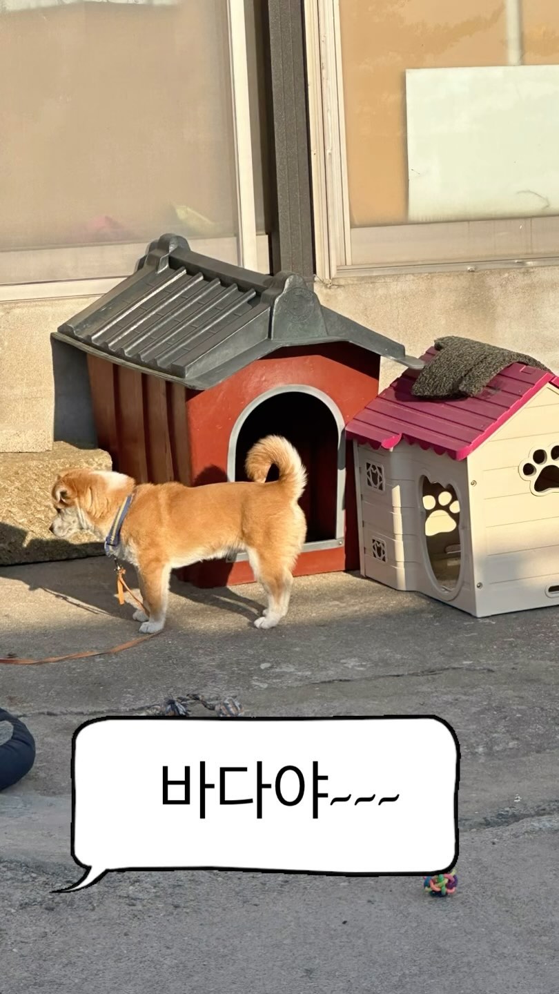 귀여운 바다!

#강아지 #시고르자브종 #릴스 #밥 #간식 #줘