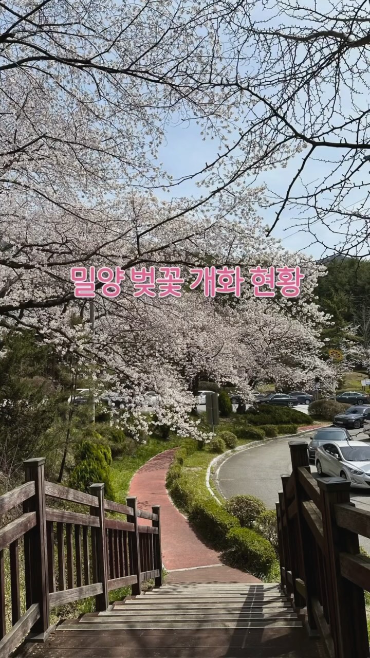 (24.03.31) 실시간 밀양 벚꽃 개화 현황🌸

밀양은 벚꽃 80%정도 개화했어요! 
삼랑진양수발전처홍보관 앞 데크라인과 도로를 따라 양 옆으로 벚꽃나무가 줄줄이 있어서 사진 찍기 좋아요✨
다음주 되면 훨씬 더 많이 필 것 같아요 🤭

✅오후가 되어도 방문하는 사람들이 많아서 무조건 오전 방문 필수입니다😂
안태공원과 삼랑진양수발전처홍보관 앞 주차가 가능했으나 주차공간이 작아서 갓길 주차 많았어요🥹

📍안태공원
경상남도 밀양시 삼랑진읍 안태리 754-5
✅ 넓은 잔디밭과 정자가 있어서 돗자리깔고 벚꽃보면서 피크닉하기 좋아요🧺

📍삼랑진양수발전처홍보관
경남 밀양시 삼랑진읍 행곡로 38
✅ 주차장, 화장실⭕️
데크라인, 도로 양 옆으로 벚꽃존 위치🌸

******************************************
@hanadulset9421 팔로우하고 더 많은 정보 확인💕
자세하고 많은 정보를 보려면 프로필 링크 클릭해서 블로그 방문‼️

#밀양 #밀양벚꽃명소 #밀양벚꽃 #안태공원 #삼랑진벚꽃길 #삼랑진양수발전처홍보관 #밀양여행코스 #밀양가볼만한곳 #럽스타그램 #여행스타그램 #벚꽃개화 #봄여행 #밀양나들이 #주말여행 #밀양카페 #밀양맛집