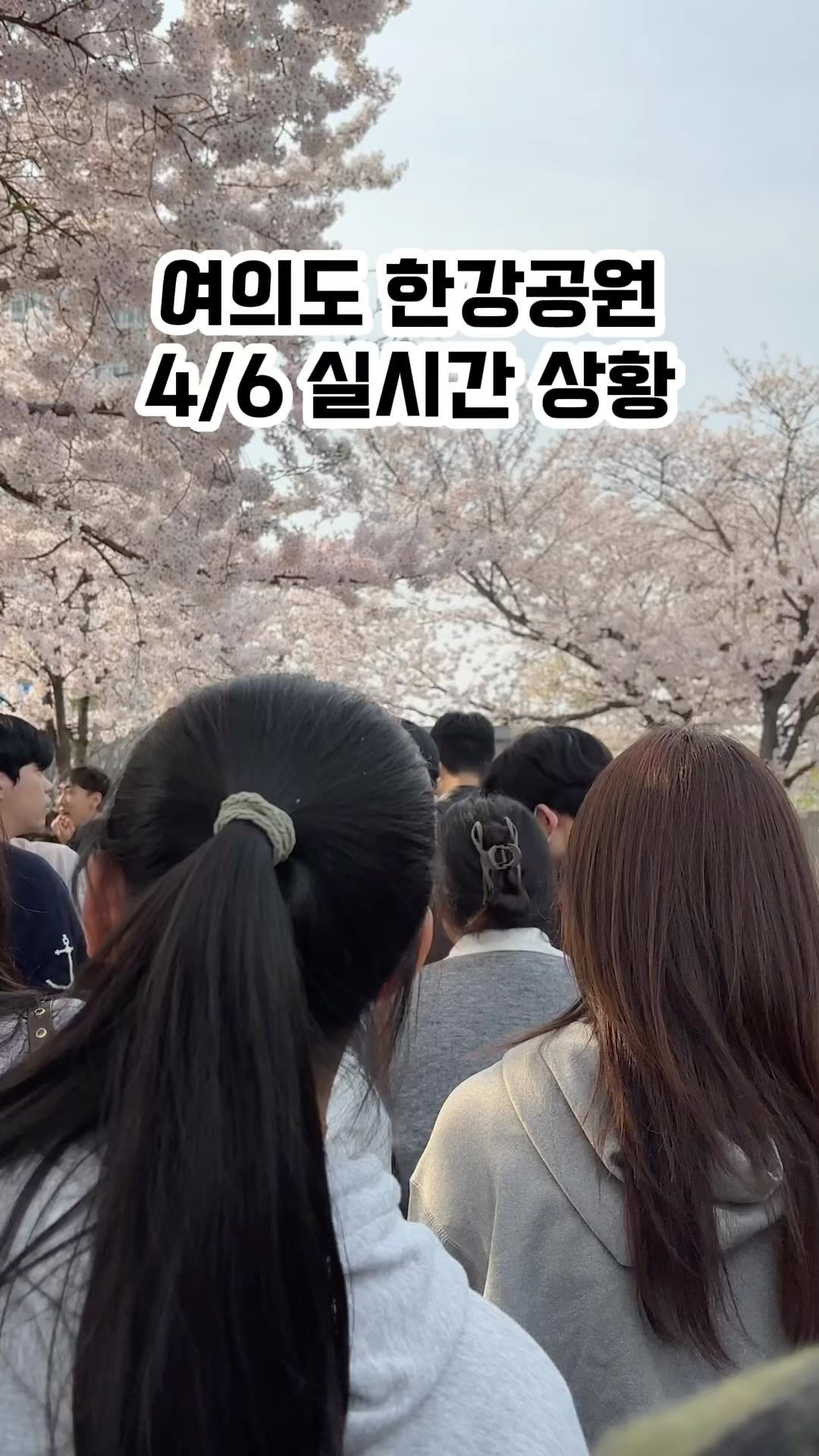 4월 6일 여의도 실시간

#여의도한강공원 #여의도벚꽃 #여의도벚꽃축제