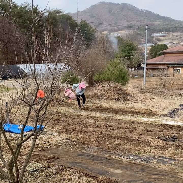 개미4 베짱이1 

#시골라이프 #텃밭 #밭갈이