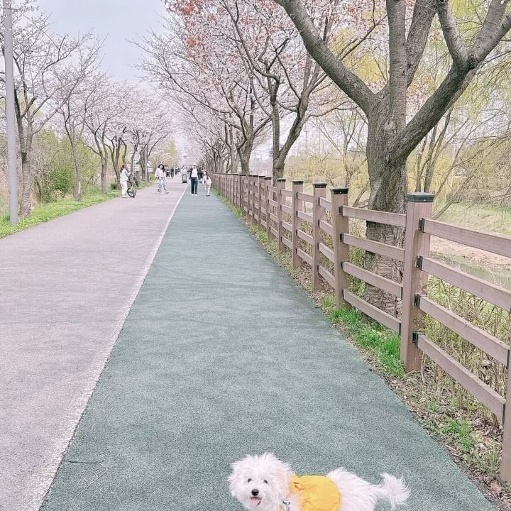 계양천 벚꽃길 지금이 절정이에요🤗 
오늘 나들이 나온 가족들이 엄청 많았어요 
데이트 장소로도 넘나 좋은 곳이라 
4월 벚꽃핫플이에요💖

인생사진 찍으러 놀러오세요~ 

#계양천벚꽃길 #계양천벚꽃 #풍무동벚꽃길 #김포벚꽃명소 #인천벚꽃명소 #강아지산책길 #벚꽃핫플