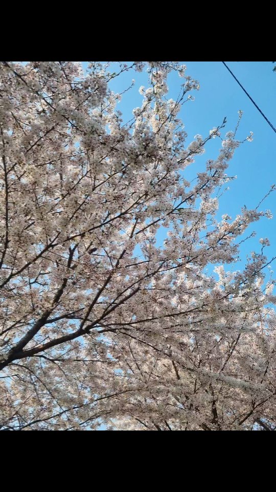 목동 안양천 길을 따라 있는 벚꽃 구경 하고 왔어요 -:) 

작지만 아름다운 곳이에요~ 산책하기에도 좋고 생각보다 사람도 적어서 벚꽃 구경하기 넘 좋았어요.

주차는 목동 테니스장 옆에 있는 공영주차장에 하면 되는데 2시간 좀 안된 거 같은데 2,700원 정도 나왔네용
 ㅎㅎ

대중교통 이용하신다면 오목교역 5번 출구로 나오면 돼요.

그런데 주차장도 그렇고 지하철도 그렇고 안양천 벚꽃길 가려면 좀 걸어야지 나와요 ~~

#벚꽃놀이  #벚꽃명소 #안양천벚꽃길 #꽃구경 #벚꽃데이트 #벚꽃스타그램 #주말데이트 #부부데이트💕 
#벚꽃나무 #벚꽃구경 #뷰티스타그램 #뷰티인플루언서