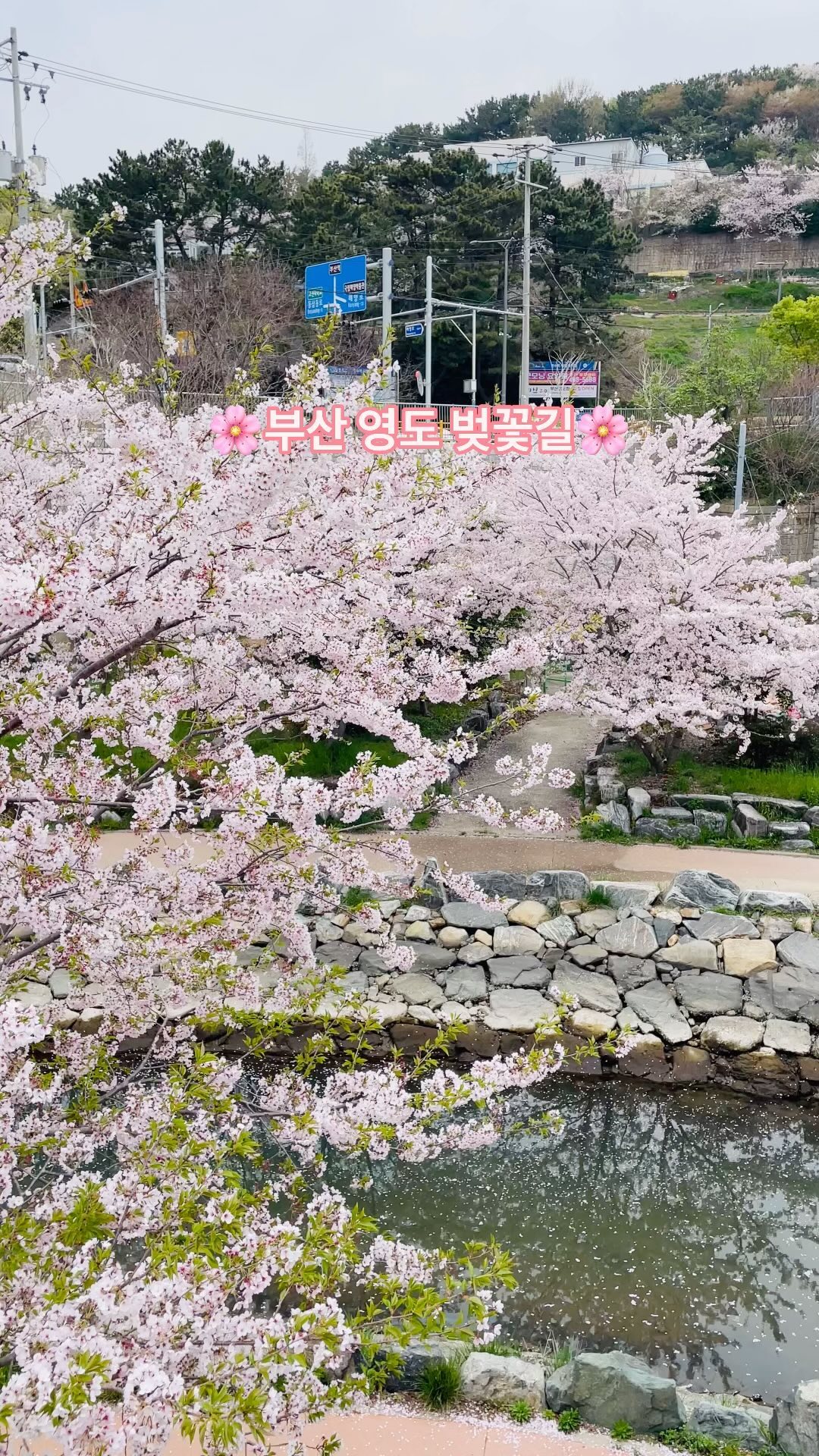 부산 영도 벚꽃길🌸
한국해양수산연수원
한국해양수산개발원 옆에 있어요

중간중간 다리도 있어서 너무 이쁜프사 찍기 가능하고
휴식을 취할 수 있는 자리도 있어서
도시락 가지고 소풍가기 좋은 곳❤️

오늘(4/7) 연수원 주차도🚘 무료 개방이라서 
벚꽃놀이 강추❤️

#부산 #영도가볼만한곳 #부산벚꽃명소 #부산벚꽃 #부산벚꽃길 #영도 #한국해양수산연수원 #한국해양수산개발원 #벚꽃놀이 #🌸