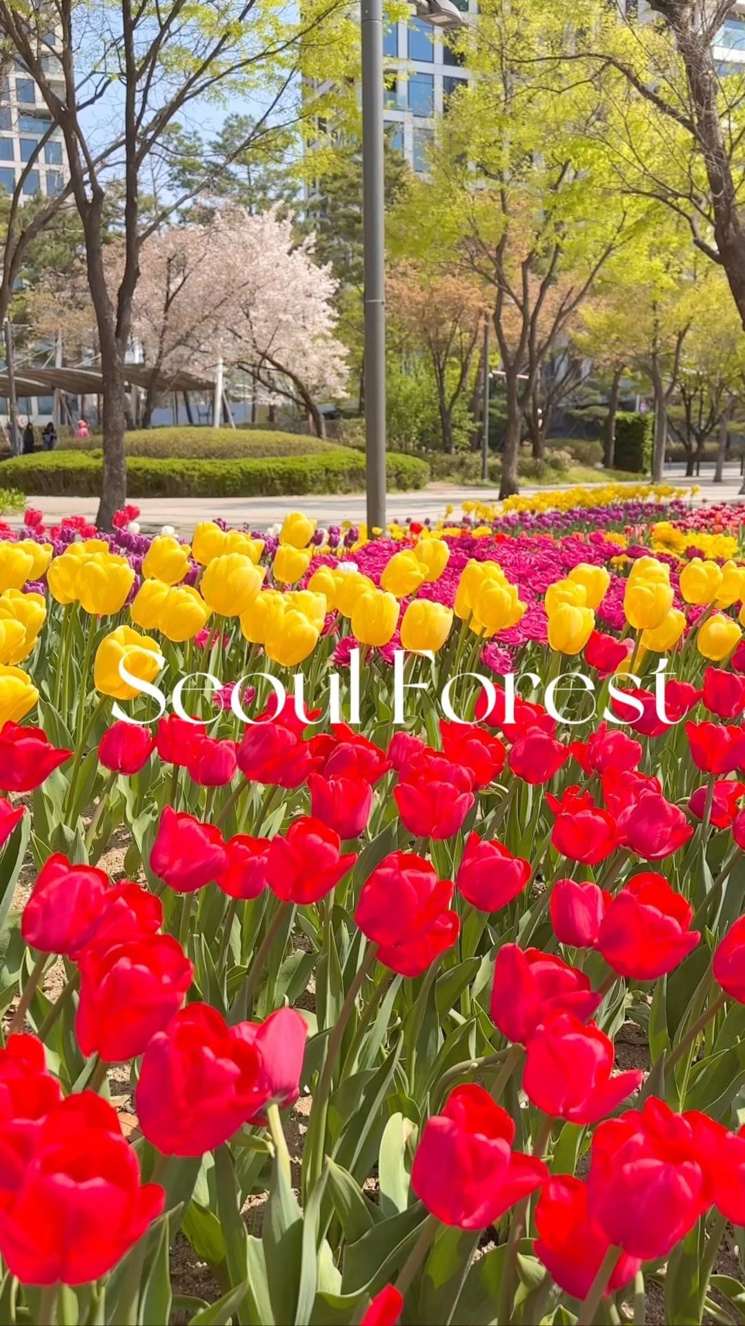 4/9 서울숲 벚꽃 엔딩, 튤립 시작🌷

서울숲은 벚꽃도 이쁘지만 튤립도 맛집🩷
서울숲역 3번 출구로 나가시면 튤립스팟으로 갈 수 있어요

“서울숲군마상” 찍고 가시면 
그 앞은 거의 만개지만 규모는 작아요

메인 스팟은 “서울숲거울연못” 근처인데
만개한 튤립도 있었지만
마치 대파 모양 같은ㅋㅋ 봉오리도 피지 않은 튤립이 많아
이번 주말 이후부터 다음주까지 가장 예쁠 것 같아요!
지금도 활짝 핀 부분은 충분히 이쁘긴 했어요🌷

🌷#서울숲 
⠀▫️서울 성동구 뚝섬로 273
⠀▫️5:30 - 21:30
⠀▫️주차 가능하나, 일찍 방문하지 않으면 줄서서 주차해야해요