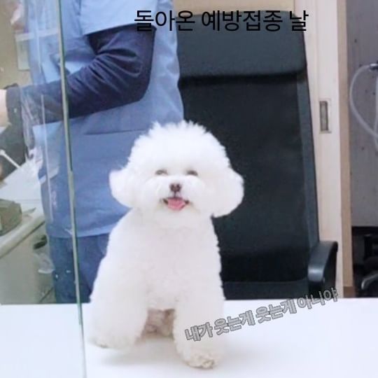 또 다시 돌아온 예방접종!
여전히 병원만 가면 무서워서 낑낑거리지만
표정은~
주사는 또 왜이렇게 잘 맞는건데~ 
의젓하다 우리 토토🥰