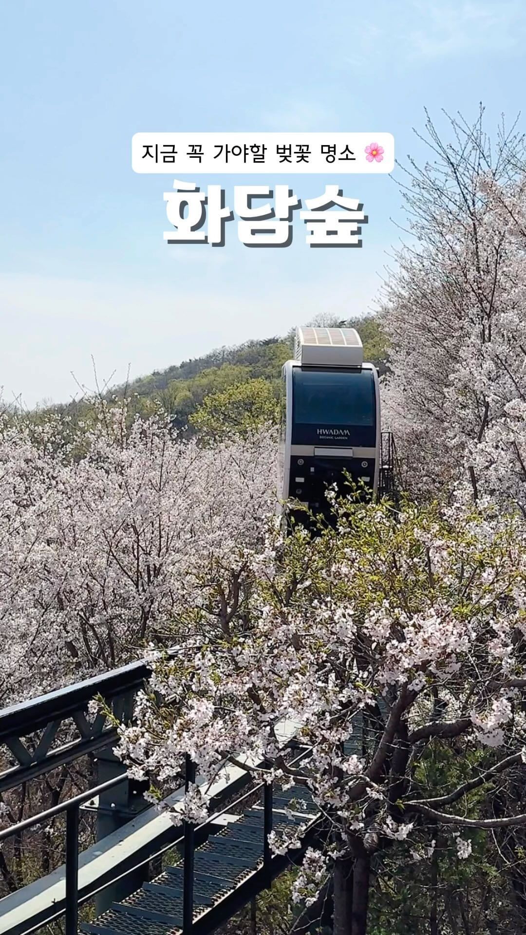 서울 벚꽃이 져서 아쉬운 사람?!
지금 딱 만개한 화담숲 한번 가보세요🌸
수선화 축제도 진행중이라 노란 수선화도 볼 수 있음👀

📍경기도 광주 화담숲(24년 4월9일 촬영📸)
- 입장료 성인 11,000원