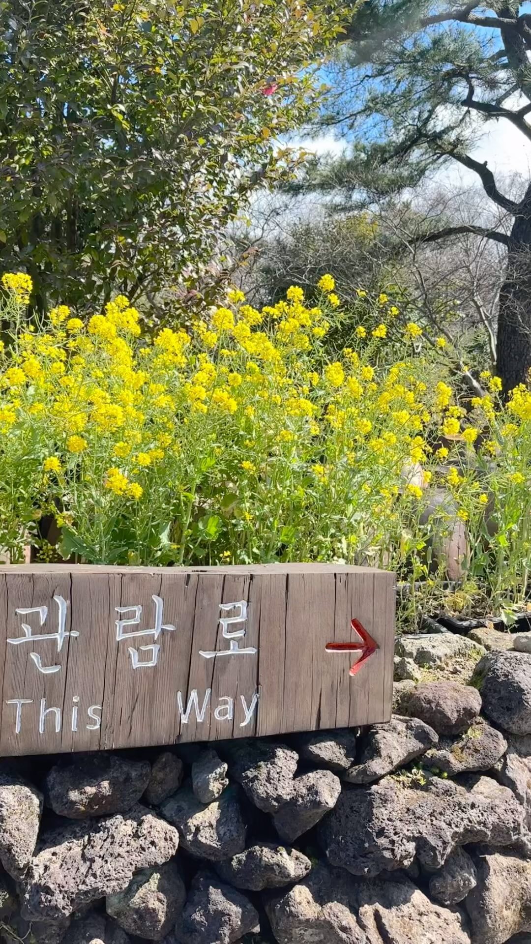 🇰🇷제주 유채꽃 스팟🌼

📸2024.03.10 촬영

제주도 유채꽃 명소 찾고 계시다면 한라산과 유채꽃을 한 프레임에 담을 수 있는 휴애리자연생활공원 추천드립니다.

영상 속 네번째 분홍꽃은 홍매화입니다. 
계절에 따라 수국, 핑크뮬리, 동백 축제도 즐길 수 있어 입장료 아깝지 않아요.

📍휴애리 자연생활공원
➰주소 : 제주 서귀포시 남원읍 신례동로 256
➰운영시간 : 매일 09:00 - 18:00 
  입장마감 하절기(3~9월) 17:30 & 동절기 (10~2월) 16:30
➰입장료 : 성인 13,000 / 청소년 11,000 / 어린이 10,000원
  제주도민은 신분증 제시하면 8,000원으로  할인 가능합니다❕

친구들과 함께라면 하트샷도 찍어보세요🎥
단체하트샷은 블로그에서 확인하실 수 있습니다💕

#제주유채꽃 #휴애리 #우정여행