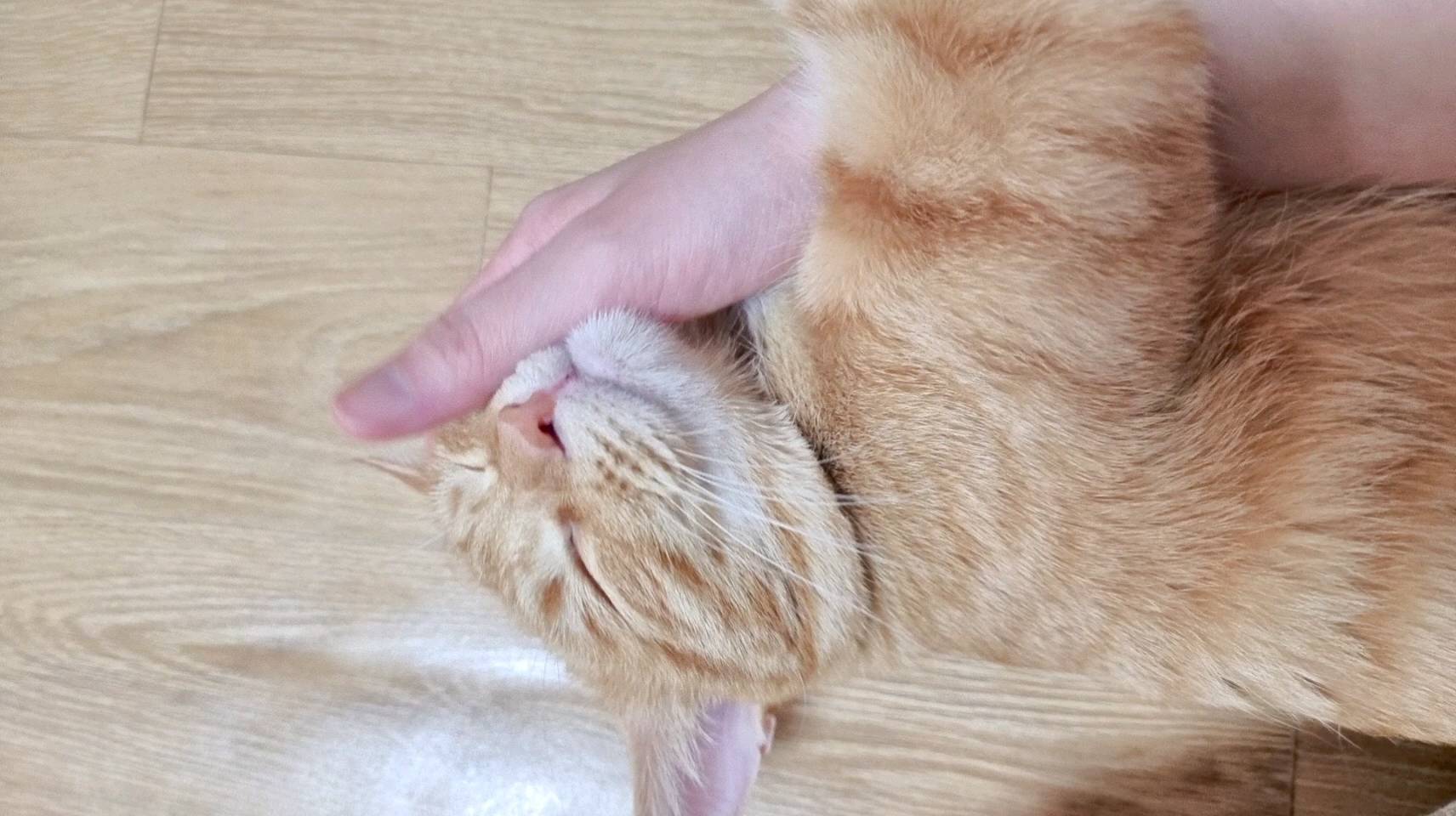 #고양이 #고양이그램 #다복 #다복이일상기록 #고양이일상 #집사일상 #반려묘스타그램 #cat #catstagram #ねこ #ねこすたぐらむ #にゃんすた #🐱 #사지마세요 #입양하세요 #노랭이 #orangecat