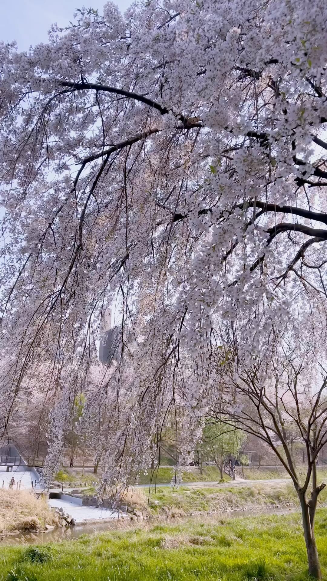 양재천 벚꽃길 🌸
.
#양재천 #양재천벚꽃길🌸  #벚꽃명소  #양재시민의숲