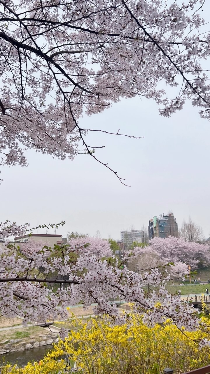 점심 먹고 양재천 벚꽃길 산책🚶‍♀️
바람부니까 꽃비가 내린당🌸

.
#양재천벚꽃 #양재천산책 #양재시민의숲