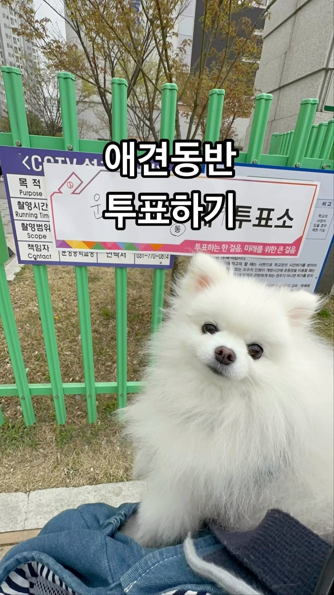 <애견동반 투표가 될까?>
예삐랑 오전에 투표하고 왔어요~!
산책겸 나갔다가
가방에 넣어 들어갔는데 투표가 가능했습니다:)

우리나라 좋은나라~🐾

#예삐#투표날산책
#애견동반투표