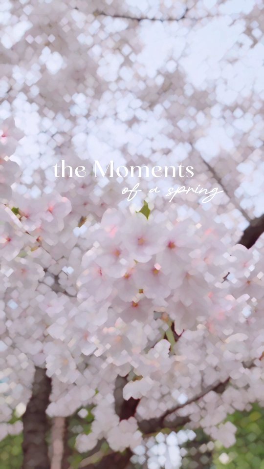 * 어디를 가도 예쁜 봄날🌸

째니네 동네는 벌써 벚꽃비가 내리기 시작했어요
꽃구경은 제대로 시작도 못한 것 같은데
벌써 마음이 조급해지는 이 느낌😂😂

다들 주말 잘 보내고 계시죠?

예쁜 꽃 많이많이 보면서 행복한 날 보내세요🩷

.
#벚꽃구경은 #동네가최고 #제일좋아하는계절