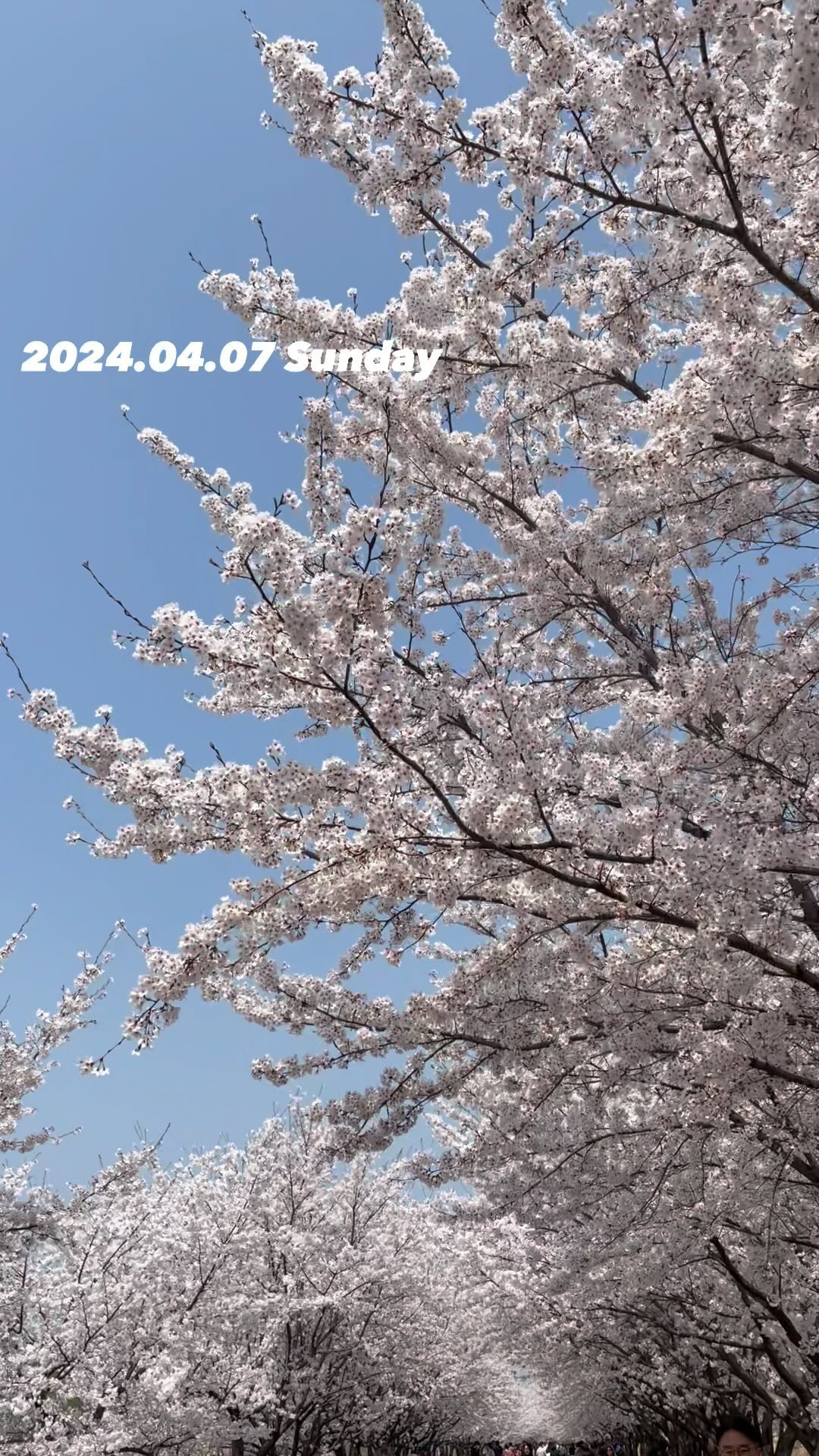 #20240407
#실시간벚꽃

#벚꽃만개🌸 
#하남 #하남한강변산책로 #하남벚꽃
#하남스타필드