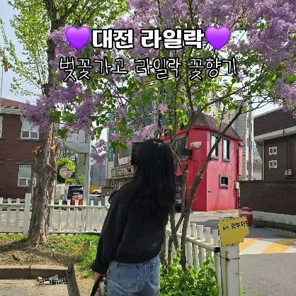 벚꽃가고 라일락💜

벚꽃엔딩 맞고 다가온 라일락
라일락 꽃향기 가득

영산홍도 만개했어❤️

📌교보생명빌딩 주차장 입구
선화동 382-11 

#라일락 #대전라일락 #영산홍 #라일락명소 #대전 #대전꽃 #4월꽃