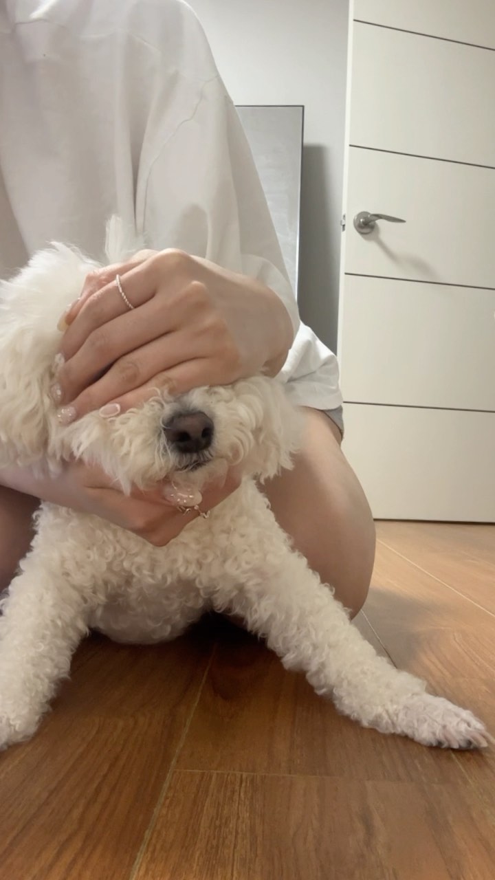 ㅋㅋㅋㅋㅋㅋㅋ릴스는 릴스일뿐 현실은 그냥 도망 ^ㅡ^ 
#인싸견 #지수꽃챌린지 #비숑 #반려견 #비숑로또