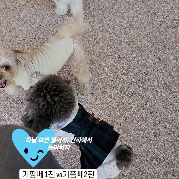 언니야 내 릴스탭은 왜 다 이 모양이야?(니가 맨날......

  #강아지 #멍스타그램 #반려견 #dog #일상 #개스타그램 #댕댕이 #puppy #dogstagram #멍멍이 #펫스타그램 #daily #pet #소통 #견스타그램 #데일리 #강아지그램 #독스타그램 #맞팔 #instadog #petstagram #푸들 #개 #좋아요 #선팔 #애견 #강아지스타그램 #파티푸들 #실버푸들 #앤크