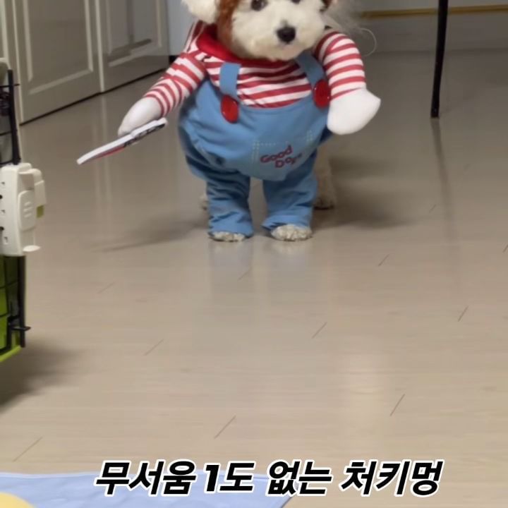 칼 들고 달려드는데도 그저 귀여울뿐 ㅎ
.
.

#비숑 #비숑프리제 #두부 #처키멍 #처키강아지 #멍스타그램 #펫스타그램