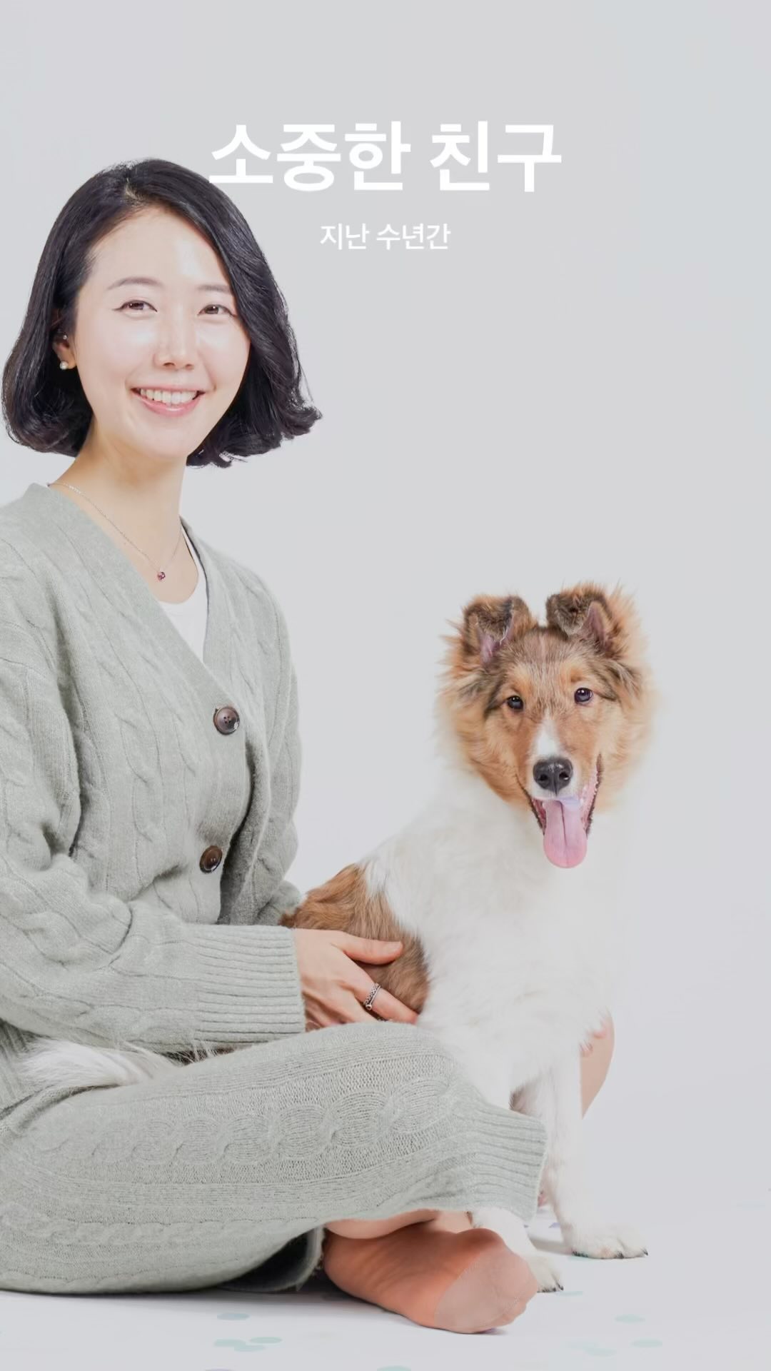아이폰이 정리해준 소중한 친구 복운  #복운일기 #복운 #복운이 #셔틀랜드쉽독 #셰틀랜드쉽독 #셀티콜리 #셀티 #강아지 #강아지일상 #강아지그램 #강아지스타그램 #강아지모델 #강아지소통 #반려견 #반려견소통 #반려견소통환영 #반려인소통 #반려인 #반려인맞팔환영 #반려인스타그램 #반려인일상 #댕댕이