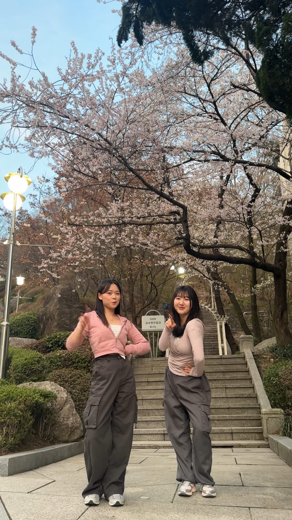 벚꽃피면 릴스 찍어야 된다며 ..? 🌸