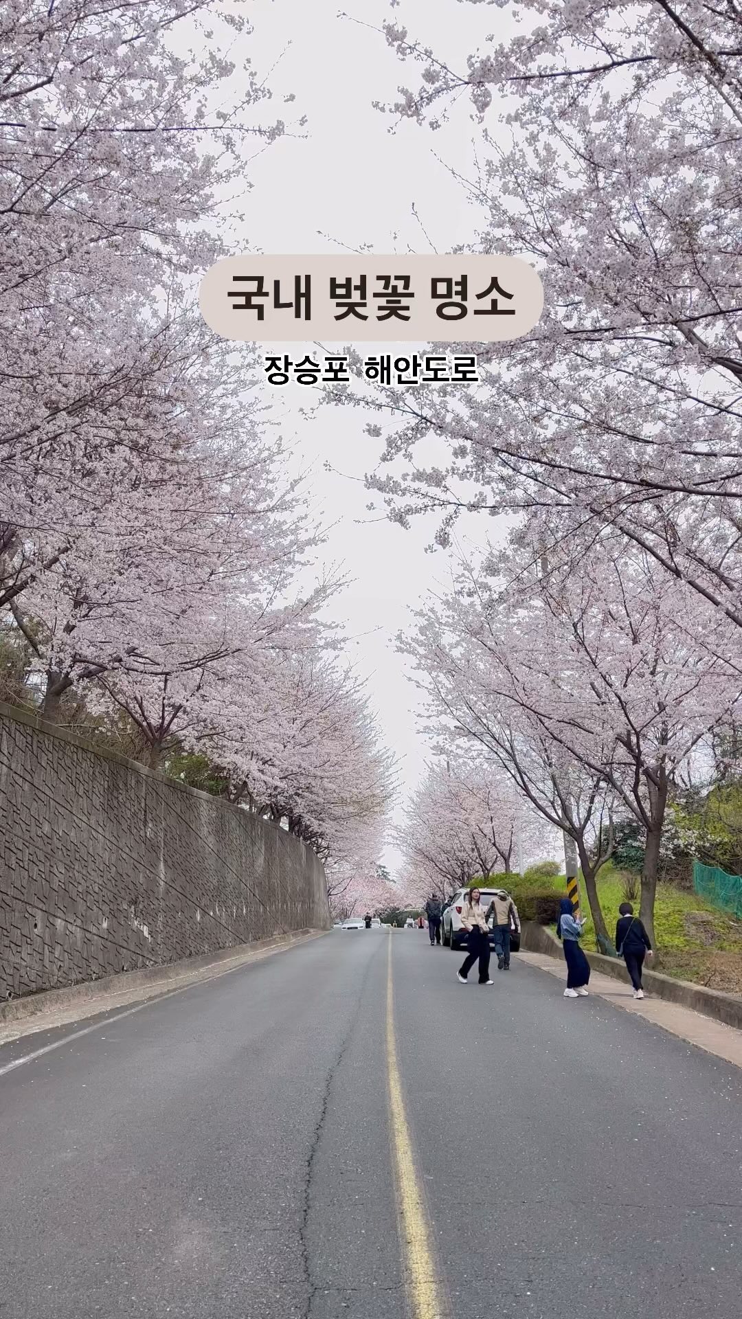 (실시간)끝없이 이어지는 벚꽃터널🌸

여행 가는데 또 날씨 흐려서 걱정했더니
다행히 만개한 벚꽃☺️

벚꽃이 본격적으로 보이기 시작하는 구간에서 
이렇게 쭉 벚꽃터널 풍경을 볼 수 있는 곳🫶🏻
 
부산에서 1시간 30분이면 올 수 있고 
사람도 거의 없어서 여유롭게 벚꽃 구경 할 수 있어요😌
혼자나 연인,가족끼리 드라이브 해도 최고…❣️

📍장승포 해안도로
 -경남 거제시 장승포동 산80-6
▫️ 봄 성수기 때는 일반통행만 가능하며 양지암 장미공원 또는 해안도로 길가에 주차 후 산책 가능