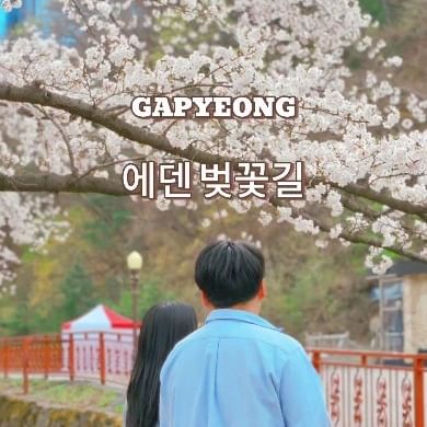 🌸국내에서 가장 늦게 피는 벚꽃 엔딩 명소🌸
(2024.04.10 방문)

토깽이네 여덟 번째 봄💛

전역하고 2년만에 같이 보는 벚꽃이라
어찌나 설레던지🙈

지난 주말 방문 했을땐 벚꽃이 안펴서 
2번째 방문인데 너무 만족😆

이번 주말이 축제 마지막인데
주말에 여기 방문하시는건 어떨까요?

📍에덴 벚꽃길 벚꽃 축제 @olivestar_official

- 경기도 가평군 청평면 에덴 벚꽃길 139

🅿️ 1주차장 2주차장 3주차창 주차 가능
벚꽃길 휴게소 주차 가능

🌸벚꽃 축제기간🌸
🗓 04.06 ~ 04.14 (매주 토.일 진행)

상천역에서 무료 셔틀버스 운행(축제 기간에만)

상천역 → 벚꽃축체장
10:00 ~17:00 (배차간격 30분)

벚꽃 축제장 → 상천역
10:00 ~ 17:30 (배차간격 30분)

잠실역 5번 출구 7000버스 → 초옥동(벚꽃길 휴게소) 하차

▪️축제기간 놀이공원 휴무
▪️행사장 반려동물 출입 불가
▪️행사장 모든 구역 금연
▪️흡연은 지정된 장소에서만 가능