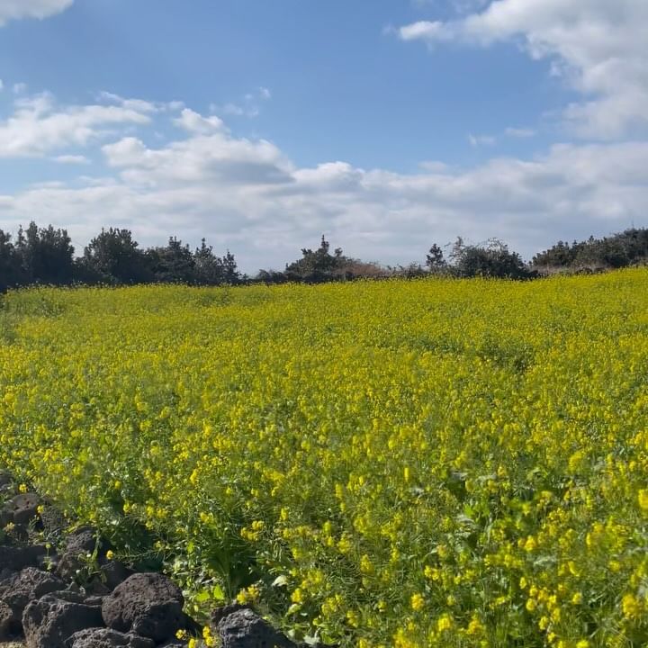 제주도 3박4일 여행_성산일출봉/아쿠아플라넷

여행이 길지 않아 성산하고 서귀포 쪽으로
일정을 짰는데 대대성공!!

2일차에 성산일출봉 - 아쿠아플라넷 - 해녀의부엌(연극겸 뷔페)
코스로 여행했는데 개인적으로 해녀의 부엌 예약하기를
잘했다는 생각이 들었다.

해녀의 부엌은 공간은 20여년 전 활선어 위판장으로 지어졌다고 한다.
하지만 시간이 지나며 어촌인이 줄고 해산물 판매도 뜸해진 
이곳을 청년 예술인들이 해녀들과 함께 모여
’해녀 극장식 레스토랑‘으로 재탄생시켰다고 하는데 연극을 좋아하고 
제주도에서 색다른 경험을 하고 싶은 사람들에게 추천한다!