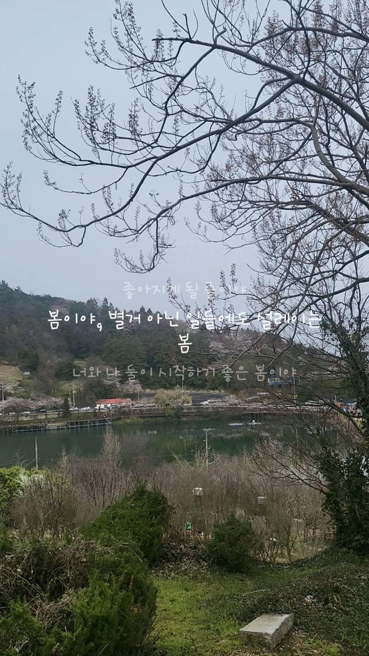 #나주 #벗꽃 #한수제벚꽃🌸 
😍🥰💕💞💝