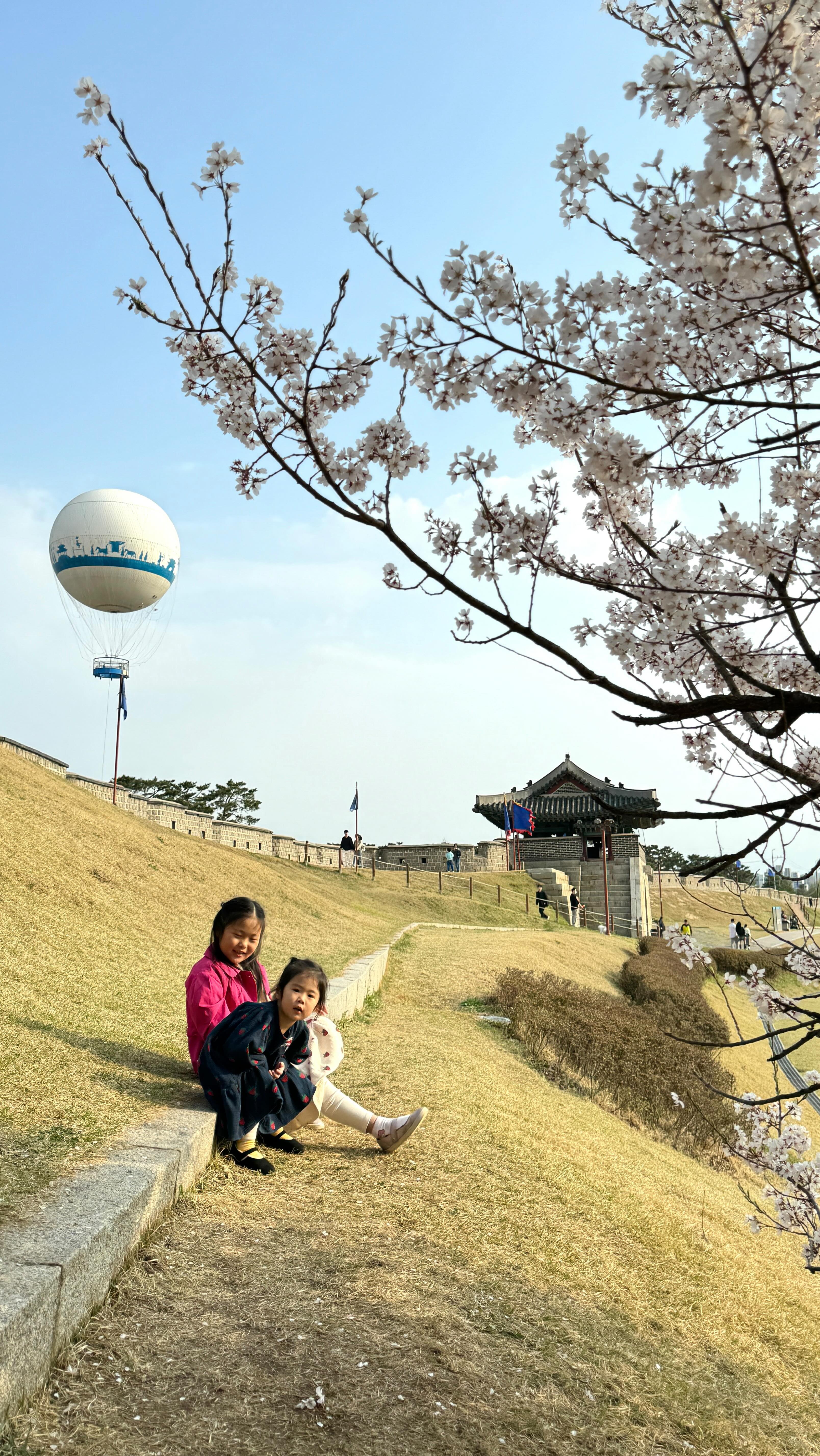 너무 멋있고 예뻐서 매년 가야할곳🌸🩷🌤️