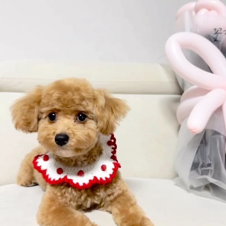 #협찬
@momo.grooming
.

우리 코코 예쁘게 변신~
엄마랑 헤어지기 싫어
슬픈 표정으로 짓는데 왜케
예쁘니! ㅋㅋ

강아지 좋아하는 진심이
느껴지는 원장님께 맡기고
다른 강아지들이 있지않아서
안심이 더 되었어요~

미용 받기 전에 맡기면서
우리코코에 대해서 알아 가실려고
하시고~ 코코를 안심하게
해주셨어요 ^^

미용 다 받고나서
언니랑 같이 갔더니 너무 좋아
하는데 너무 예뻐져서 기분이 좋았어요

산책 나가는데 다들 왜케 예쁘냐고
어디서 미용했냐고 칭찬 받았숩니다♡

스파 받고 있는 영상에
미용 다 받고 졸고 있는 영상
보내주셨는데 영상 얘기하면서도
우리 코코 너무 예뻐해주심이
느껴졌어요~ ㅋ

다음에 또~
우리 코코 잘 부탁드릴게요 ^^

인천모모그루밍
서구 이음대로 388(원당동,ABM타워)

#반려인 #댕댕이 #검단신도시애견미용 #인천애반려동물미용 #인천애견미용 #인천서구애견미용 #검단애견미용 #김포애견미용 #풍무애견미용 #계양애견미용 #원당동애견미용 #아로마스파 #탄산스파 #펫아로마테라피 #가위컷 #애견아로마테라피 #아로마테라피원데이클래스