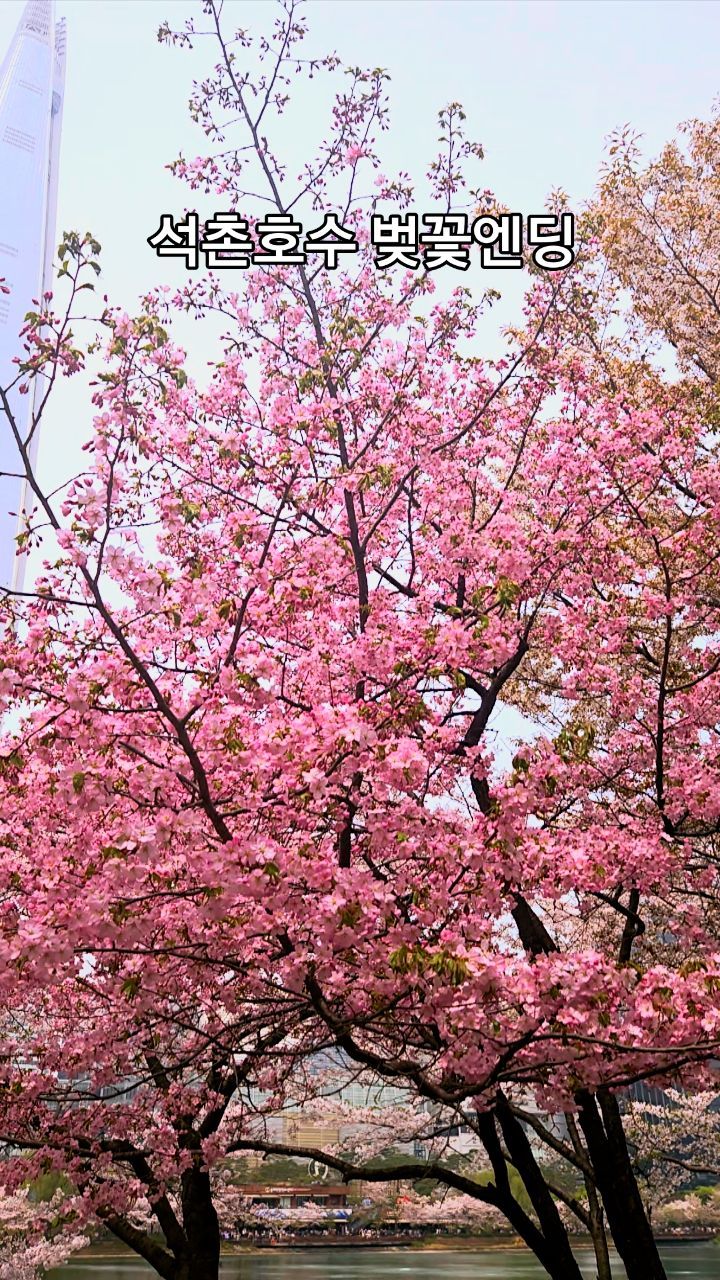 서울나들이~
나른한 월요일 오후
친구들과 찾아간
벚꽃엔딩 중인 
핑크빛 석촌호수~

마지막 벚꽃이라
더욱 애잔한 아름다움으로
여심을 흔들어대는 
벚꽃비 맞으며

친구들과 함께
송리단길에서 
석촌호수까지 
한바퀴 돌아봤어요~

내년 봄 또다시 조우할 
벚꽃을 눈으로 담고 
친구들과 벚꽃처럼 
예쁜 추억의 책갈피에
고이 간직하고 왔어요 ~

내년에도 아름답고 
행복한 봄을 꿈꾸면서...

#석촌호수 
#석촌호수벚꽃
#석촌호수산책
#서울나들이
#서울친구네
#세친구
#초딩친구