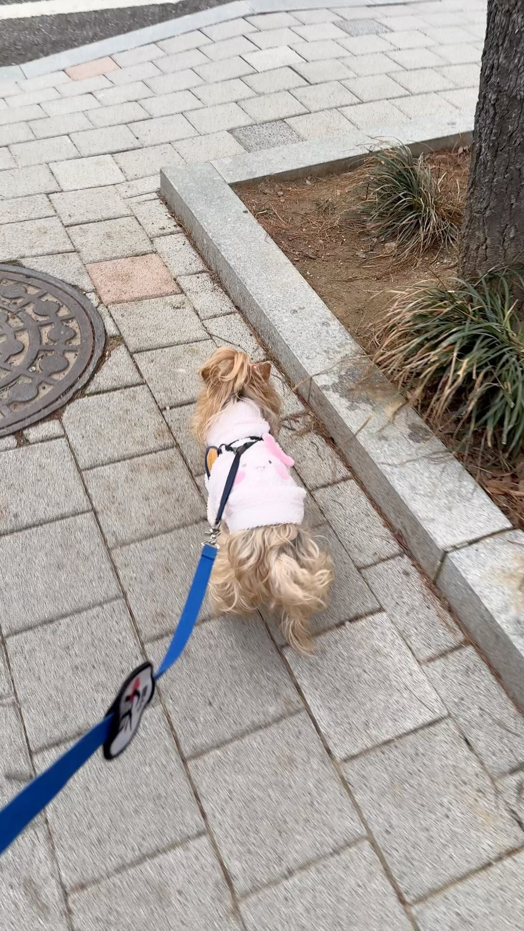 세상 신난 궁딩이🐶
#요키 #요키그램 #요크셔 #반려견산책🐕