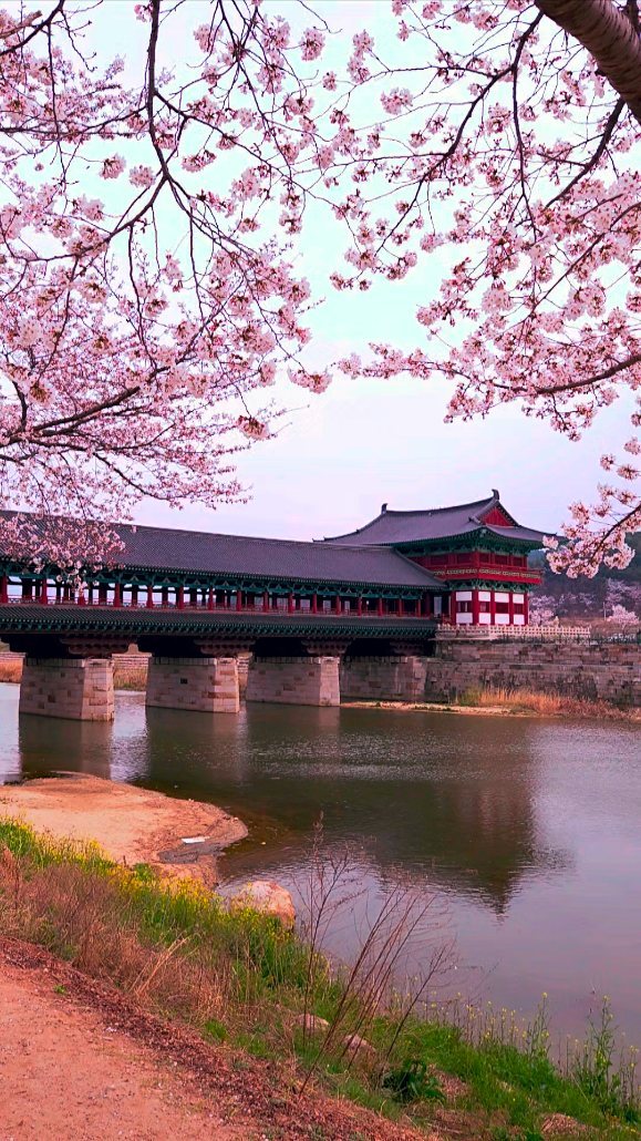 벚꽃경주~
벚꽃을 질리도록 보고 
싶다면 경주 어때요?

경주 전체가 벚꽃으로 
둘러 쌓여
발걸음마다 벚꽃 풍경~
언제나 꽃길만 걸으세요~~

#경주여행
#경주가볼만한곳
#경주벚꽃
#경주월정교
#경주대릉원
