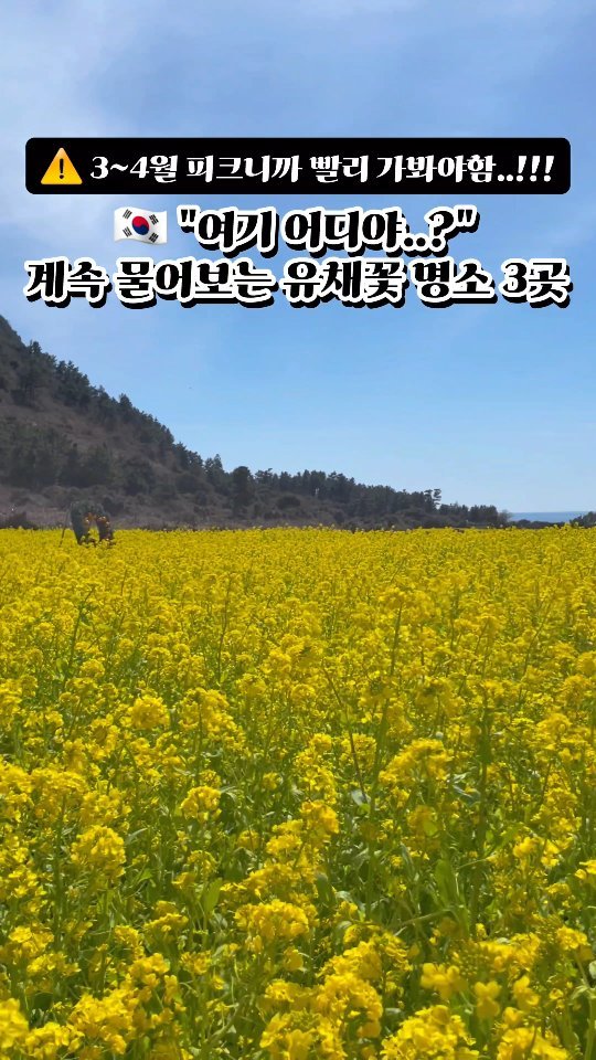 ⚠️1개월 남은 피크 시기!! 놓치지 않으려면..

봄마다 유채꽃보러 제주도를 간다 해도
과언이 아닐 것 같은데요!!

유채꽃밭 규모가 넓고
사진찍기 좋은 명소 중심으로 정리해 봤어요🎁

정확한 좌표와
주차 정보도 함께 적어뒀으니
꼭꼭 저장해두시고 참고해 보세요❤

=====================

1️⃣ 서우봉

📍 주소: 제주특별자치도 제주시 조천읍 함덕리
🅿️ 주차: 서우봉 주차장 또는 함덕해수욕장 주차장 이용 가능
💰 입장료: 무료

서우봉은 제주도 1시 방향!

샛노란 유채꽃밭과 함께 
함덕 바다가 함께 보이는 유채꽃 명소에요! 

서우봉 올라가실 때 두 갈래 길이 있는데요. 

정자 쪽으로 향하는 산책로와 
바다 쪽으로 둘러보는 둘레길이 있습니다. 

먼저 정자 쪽으로 올라가셔서
바다 둘레길로 내려오시는 코스를 추천드려요👍 

주차장은 협소한 편이라 
주말, 공휴일에는 일찍 방문하시거나 
근처 다른 곳에 주차하고 
걸어오시는 것이 더 좋을 것 같습니다🚩

2️⃣ 산방산 유채꽃밭

📍 주소: 제주 서귀포시 안덕면 사계리 490 (개구리 펜션 옆)
🅿️ 주차: 인근에 주차 가능
💰 입장료: 1,000원

산방산 유채꽃밭은 제주도 남쪽 
서귀포시 안덕면에 위치한 넓은 꽃밭인데요! 

산방산을 배경으로 사진을 찍기 너무 예쁜 곳이에요. 

주차는 근처 길목에 가능하니 차로 이동하시는 분들도 편리하게 방문할 수 있어요!

3️⃣ 성산 유채꽃밭

📍 주소: 제주특별자치도 서귀포시 성산읍 고성리 270
🅿️ 주차: 공영주차장 무료 이용 가능
💰 입장료: 1,000원

성산 유채꽃밭은 제주도 동쪽에 위치한 
유채꽃 명소 중 하나로 성산일출봉 뷰가 최고인 곳인데요! 

주변에 광치기해변이나 섭지코지 등 
다양한 관광지도 있어서 같은 날 코스로 
함께 방문하기에 좋아요. 

작년 후기 중에 4월말에는 
유채꽃을 갈아 엎어서 볼 수가 없었다고 해요😭 

너무 늦지 않게 꼭 가보시길 바랍니다!!

===================

@@아, 지금이 피크라는데??
➡️ 친구에게 공유해보세요✨

===================

🌟 팔로우하시고 아래 소식들을 만나보세요💕

===================

⬇️ "조오아" 빠르게 팔로우
@cho.oa.trip
@cho.oa.trip

✈️ 여행하려고 퇴사하고 프리랜서
🙏이런 일.. 겪지 않으시도록
⚠️여행 중 발생한 사건사고(?) 호구방지 릴스 전문📁