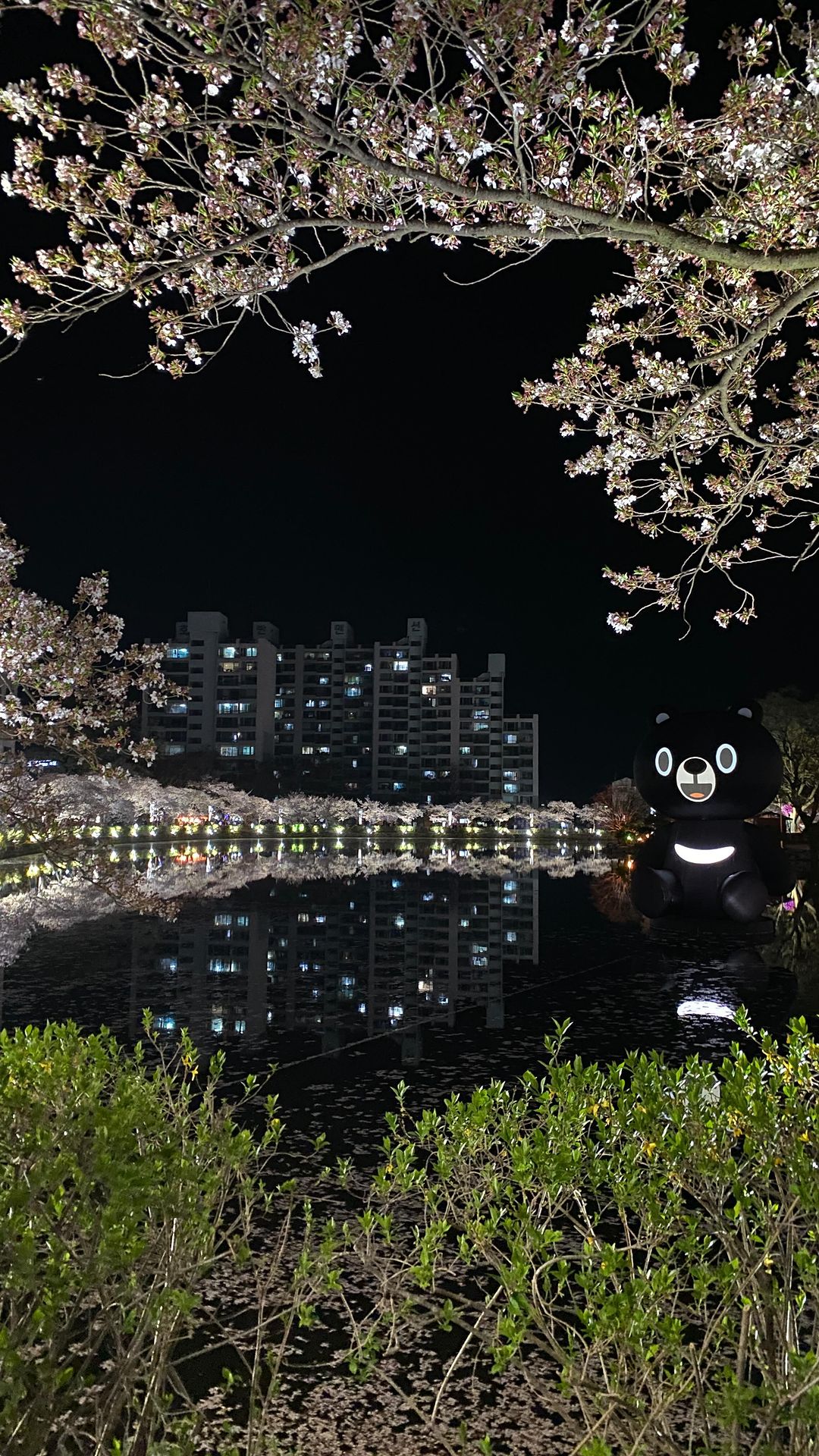 #연화지 #벚꽃 #20240407 
.
.
2024년 벚꽃 구경은 서울 올라오는 길 연화지에서♡̆̈
내가 갔을 때는 이미 꽃잎이 떨어지고 있어서 조금 아쉬웠지만
그래도 너무 예뻤다😍
한 번 쯤은 가볼 만한 벚꽃 명소🌸
.
.
📍연화지 (경북 김천시 교동)
주차는 근처에 주차장이 있었는데 운 좋게 도착하자마자 차가 빠져서 바로 주차할 수 있었다 :) 하지만 뭔가 사람 많을 때는 주차하기 힘들 듯🥹 
.
.
#김천 #벚꽃명소 #벚꽃구경 #벚꽃🌸 #cherryblossom #樱花