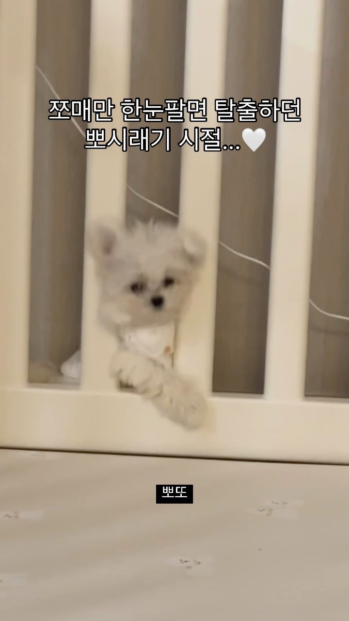 나에게 울타리란? 풉,, 소용없쮜ㅋ

🐶애기뽀또

홈카메라충전기랑 울타리가 닿는 바람에 
쪼매난 틈이 생겼는데 울타리 탈출해서, 
그 틈에 껴 있다가 아무렇지 않게 나오는중^_^